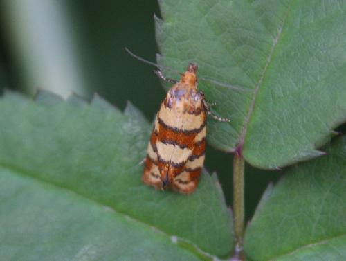 Aethes tesserana